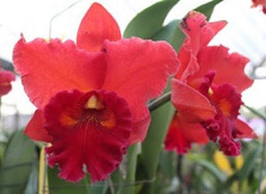 Blc. Taiwan Chief Wine 'Van Gogh' (5"p)