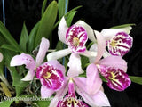 Blc. Tetralip Large Overgrown Plant(4"b)