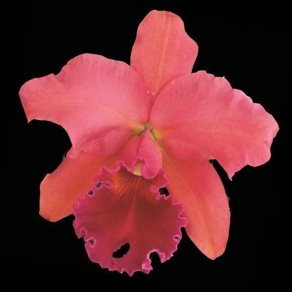 Blc. Turner's Ace 'Tropical Treasure (5