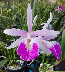 Blc. Yuan Nan Star War (4" p)