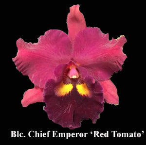 Blc. Chief Emperor 'Red Tomato' (5"p)