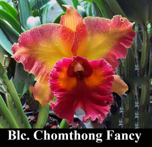 Blc. Chomthong Fancy (5"p)