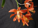 Blc. Enchanted Vista '24 Karat' x Sch. undulata 'Merida' (5")
