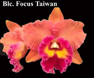 Blc. Focus Taiwan  (5"p)