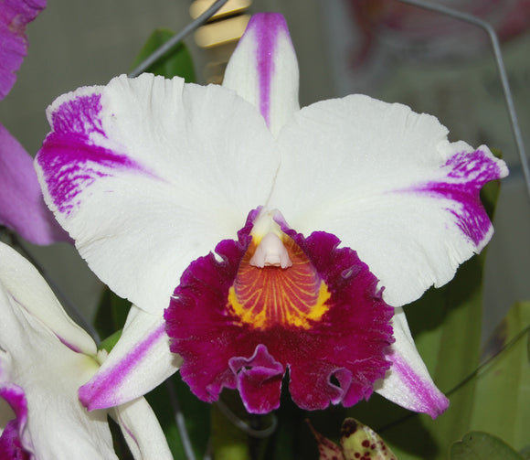 Blc. Kuwale Gem x self (4