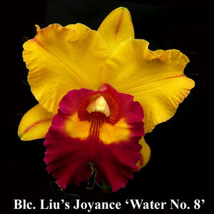 Blc. Liu's Joyance 'Water No.8' (5")