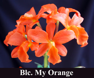 Blc. My Orange 'NN' x self (4")