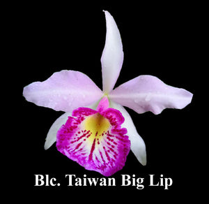 Blc. Taiwan Big Lip ( L. Bicalhoi x Bc. Tetradip) (4')