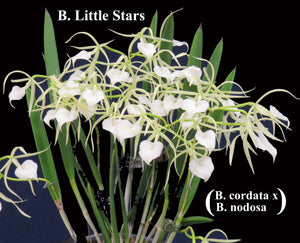 Brassavola Little Stars <br>B. nodosa 'Grande' x B. sublifolia (cordata) (2"p)