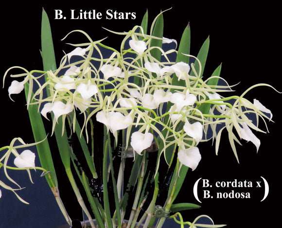 Brassavola Little Stars <br>B. nodosa 'Grande' x B. sublifolia (cordata) (2