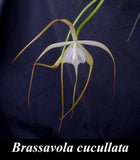 Brassavola appendiculata (cucullata) Yellow (mounted)