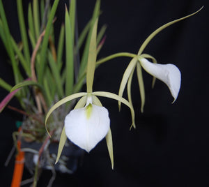 Brassavola tuberculata (m)