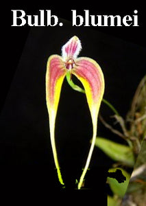 Bulbophyllum blumei<br>(BR)