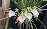 Brassavola venosa (mounted)