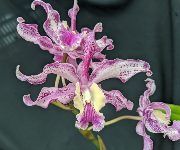 C. Odette's Flair 'Spots' x Schom. lyonsii (5