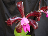 Cattleya leopoldii 'Sanbar Giant' x 'M16' (4" p)