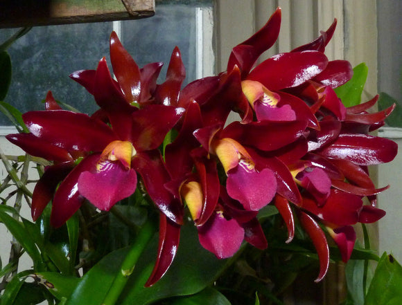 Cattleya Chocolate Drop 'Volcano Queen' (5