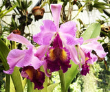 Cattleya Hardyanna (2"p)<br>(C. dowiana Rosita x C. warscewiczii)