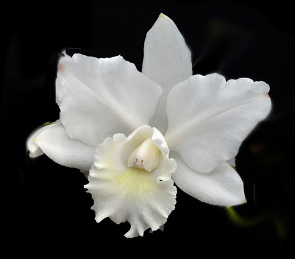 Blc. Hawaiian Wedding Song 'Virgin' (4