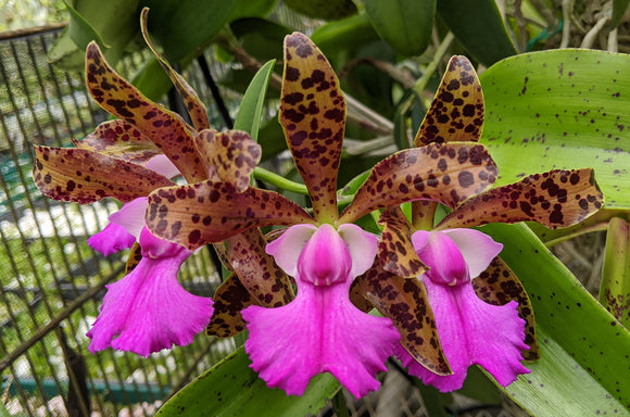 Cattleya Landate 'Hot Lips' Bare root division