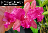 C. (Netrasiri Beauty x Yen Redface) (4"p)