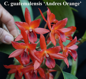 Cattleya Guatemalensis 'Andres Orange' x self (2"p)