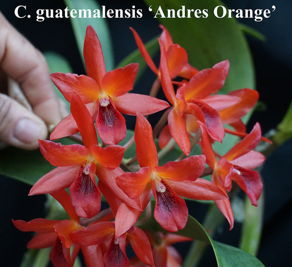 Cattleya Guatemalensis 'Andres Orange' x self (2