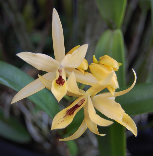 C. guatemalensis 'Crema' (5