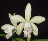Cattleya intermedia s/a 'Sonia' x self (4"p)