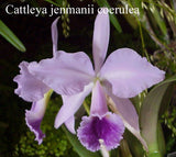 Cattleya jenmanii coerulea (5" p)