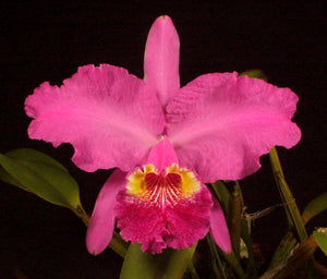 C. lueddemanniana 'More Art' x C. lueddemanniana rubra (4"p)