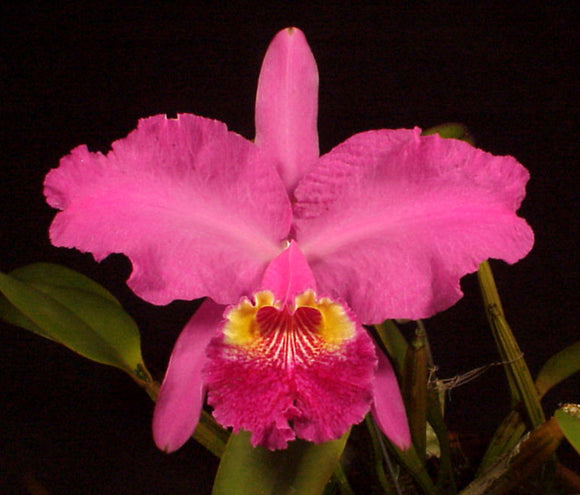 C. lueddemanniana 'More Art' x C. lueddemanniana rubra (4