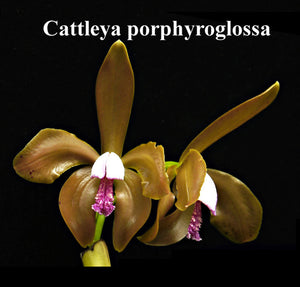 C. porphyroglossa x <br> self  (2")