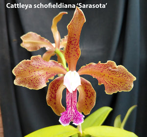 C. schofeldiana 'Sarasota' (6"p)