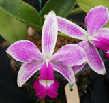 C. violacea 'Sarasota Splash' x <br> C. violacea s/a  (4" pot)