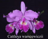 Cattleya warscewiczii (6"p)
