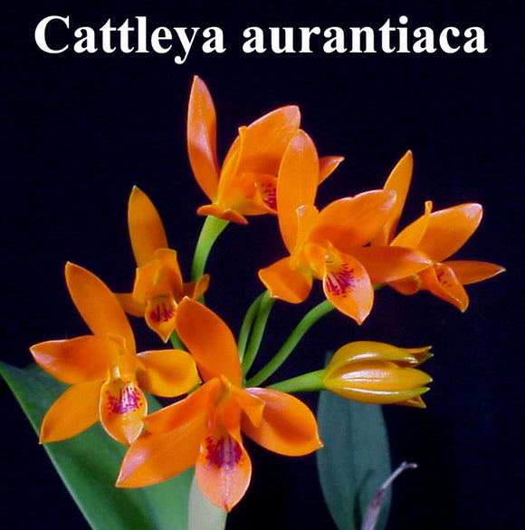 C. aurantiaca x self (4