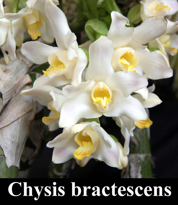 Chysis bractescens 'Valley Isle' x self (2