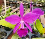 Cattleya labiata v. rubra 'Valley Isle' x self (2" p)