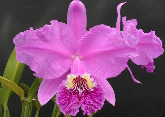 Cattleya lueddemanniana 'Hayde' (b/r)