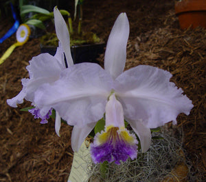 C. lueddemaniana coerulea (bare root)