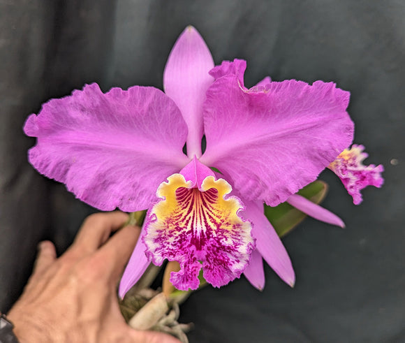 Cattleya lueddemanniana (5