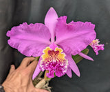 Cattleya lueddemanniana (5"p)