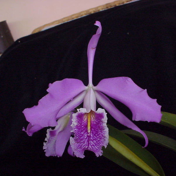 Cattleya maxima 'Dark Pink' x self (2