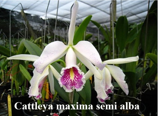 Cattleya maxima Semi Alba (bare root)