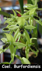 Coelogyne Burfordiensis (BR)<br>[Coel. asperata x pandurata]