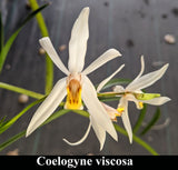 Coelogyne viscosa (3"b)