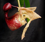 Coryanthes macrantha x self (6"b)