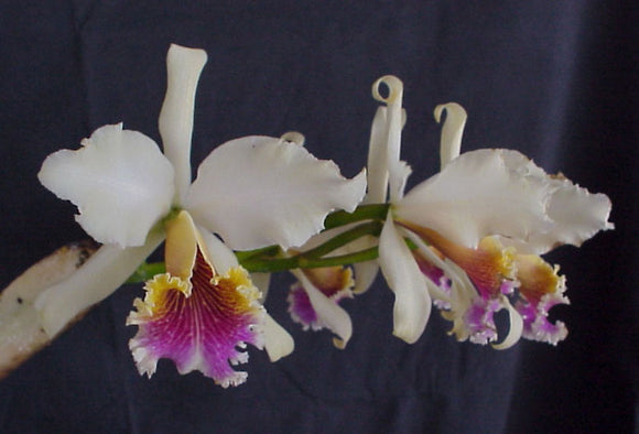 Cattleya rex (mounted)