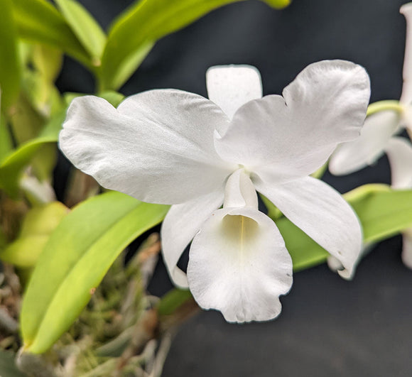 C. skinneri alba (5